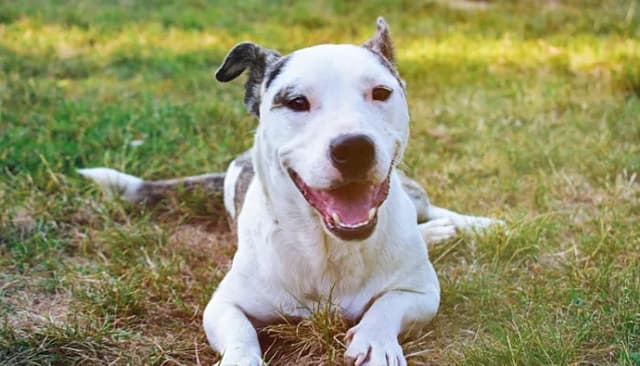 DogWhistles screenshot 3